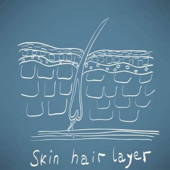 skin hair layer illustration
