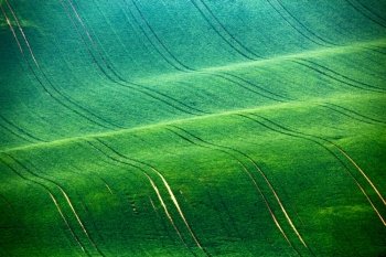 Spring fields. Green waves. Moravia hills. 