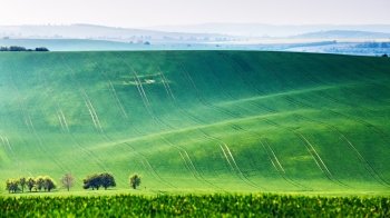 Spring fields. Green waves. Moravia hills. 
