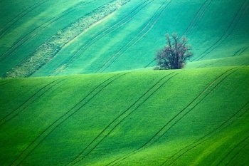 Green spring hills. Arable lands in Moravia