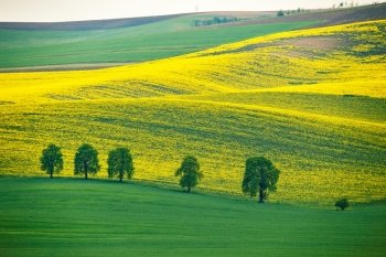 Green and yellow spring hills. Colza fields in Moravia