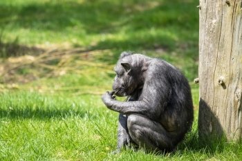Black old chimp eating food on green grass
