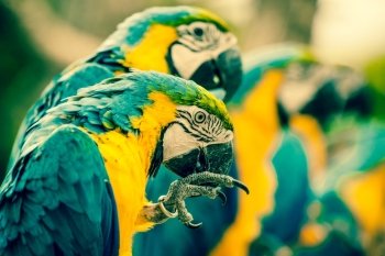 Colorful macaw parrots sitting on a row