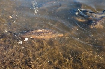 Big carp fish in a pond close to the shore