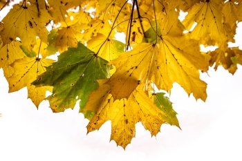 Autumn leafson a tree at autumn time