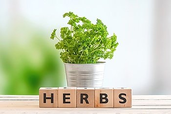 Herbs in a metal bucket on a wooden table