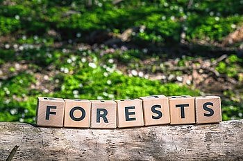 Forest sign made of wooden cubes on a branch