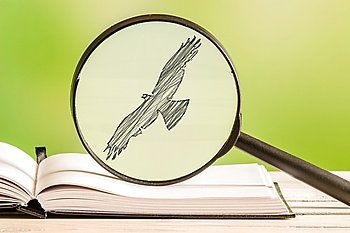 Bird search with a magnifying glass in a book