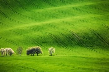 Field waves with blossoming trees in the spring, South Moravia, Czech Republic