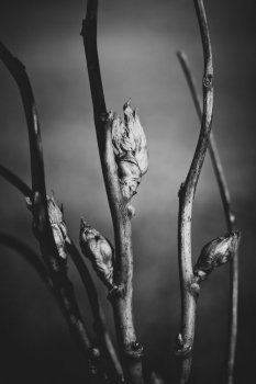 black and white branches with bud leaves, shallow DOF
