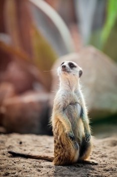 Suricata (meerkat) in a natural habitat