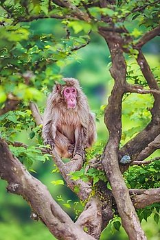 Japanese macaque on the branch, Iwatayama Monkey Park, Arashiyama, Kyoto, Japan