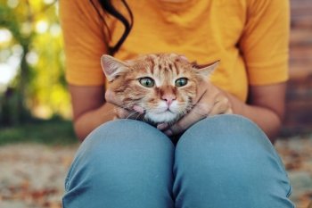 Orange tabby cat on a girl’s lap