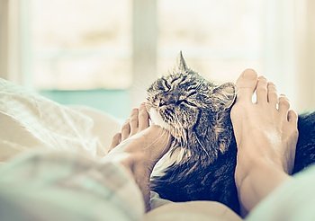 Home scene with cat in bed. Women’s feet are scratching the neck of the cat