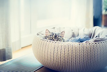 Sweet funny cat in cats basket over window background. The cat looking predatory at camera. Backlit shot