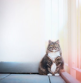 Cat sits at white wall and looking at the camera. Cat on a balcony. Domestic cat with background and place for text.