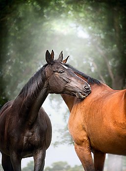 Two  beautiful warm-blood dressage horses scratching each over big tree nature background