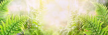 Fern leaves on blurred nature background, banner for website