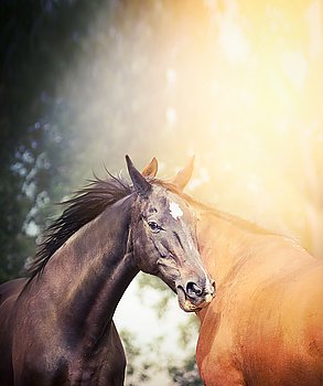 Black and brown horses in sunlight on summer or autumn nature background