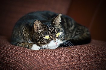 Domestic cat lying and smiling on brown cushion 