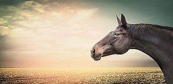 Beautiful horse head on a background of the autumn field and sky at sunset light, banner