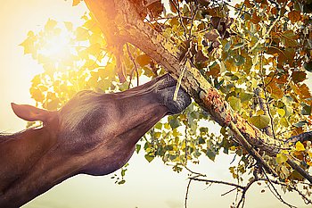 horse eats a tree branch
