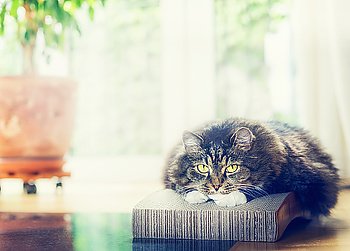 Sweet domestic cat lying and looking at camera at living room background with window