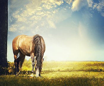 Beautiful Horse grazes on autumn pasture against the backdrop of the beautiful blue sky with clouds