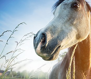 Close up of gray horse nose over dawn nature background