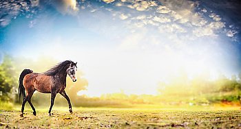 Stallion horse running trot over  nature background with beautiful sky, banner