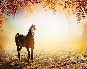 beautiful  horse stands on sunny autumn meadow with hanging branches of trees with colorful foliage over fog nature background.