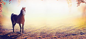 beautiful horse on amazing autumn nature background, banner