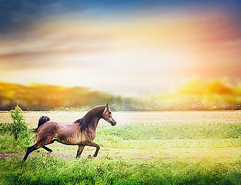 Brown Arabian horse runs on summer field at sunset