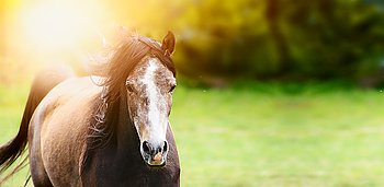 Young beautiful horse with flowing mane running over background of the setting sun and nature