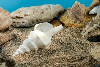 White Marine gastropod mollusk sea shell underwater. Shell on the seabed. Marine gastropod mollusk Shell on the sand underwater
