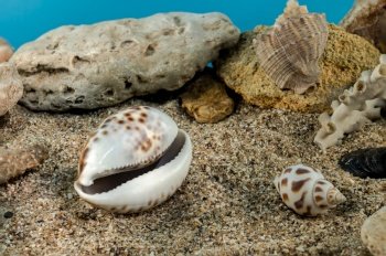 Tiger Cowrie sea shell underwater. Shell on the seabed. Tiger Cowrie Shell on the sand underwater