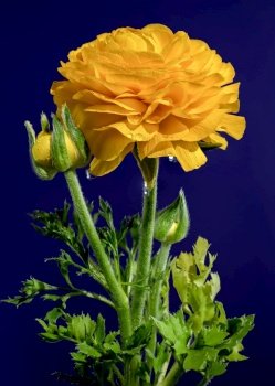 Beautiful blooming yellow ranunculus flower isolated on a blue background. Flower head close-up.. Yellow ranunculus flower on a blue background
