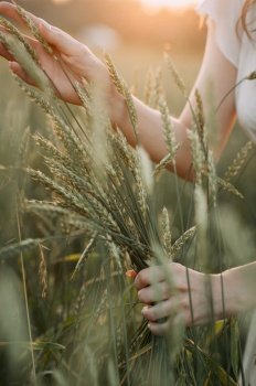 The plant could be wheat, hordeum, phragmites, or triticale. It captures a summery, natural scene.. The image shows hands holding a plant in an outdoor setting, possibly in a field or nature 5717.