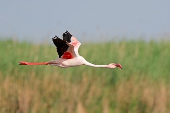 A lesser flamingo (Phoenicopterus minor) in flight with open wings, South Africa

