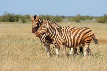 Plains zebras (Equus burchelli) in natural habitat, Etosha National Park, Namibia
