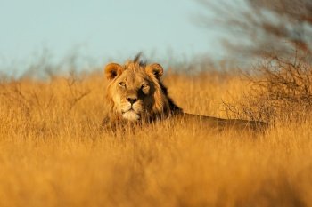 Big male African lion (Panthera leo) in early morning light, Kalahari desert, South Africa

