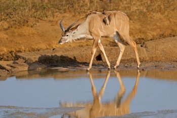Young male kudu antelope (Tragelaphus strepsiceros) at a waterhole, Kruger National Park
