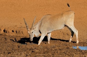 A male eland antelope (Tragelaphus oryx) drinking at a muddy waterhole, Mokala National Park, South Africa
