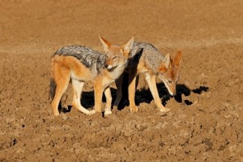 A pair of black-backed jackals (Canis mesomelas), Mokala National Park, South Africa
