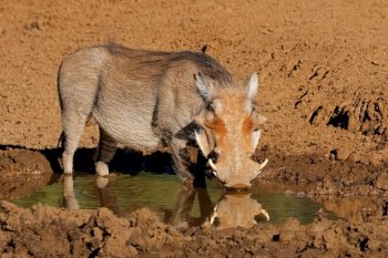A warthog (Phacochoerus africanus) drinking at a muddy waterhole, Mokala National Park, South Africa
