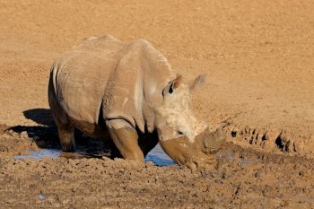 A white rhinoceros (Ceratotherium simum) drinking at a muddy waterhole, Mokala National Park, South Africa
