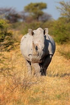 A white rhinoceros (Ceratotherium simum) in natural habitat, South Africa
