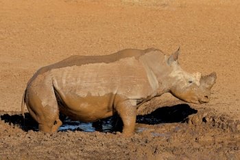 A white rhinoceros (Ceratotherium simum) in a muddy waterhole, South Africa
