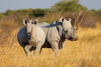 Endangered white rhinoceros (Ceratotherium simum) pair in natural habitat, South Africa
