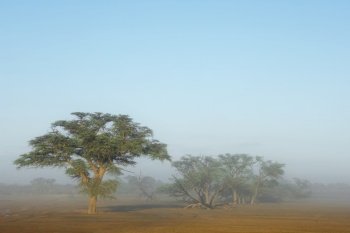 Scenic landscape with trees in mist, Kalahari desert, South Africa
